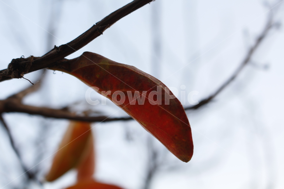 가을느낌,나뭇잎,붉은잎,나무,가을나무,가을,단풍,나뭇가지,leaf,plant,fall,autumn,nature