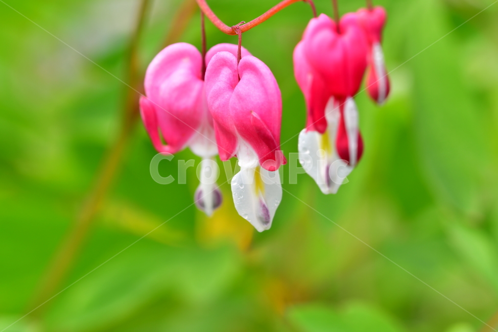 꽃,야생화,자연,식물,봄,식물,자연,plants,nature,꽃,flower