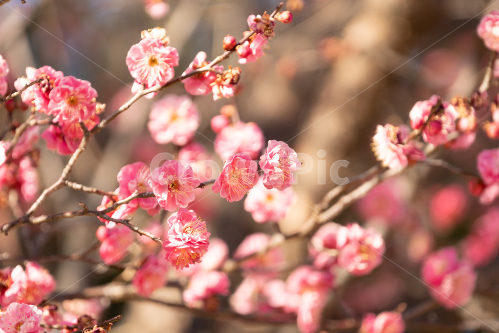 봄,매화,홍매화,나무,꽃,봄꽃,봄,계절,spring,season,식물,자연,plants,nature,꽃,flower,plant