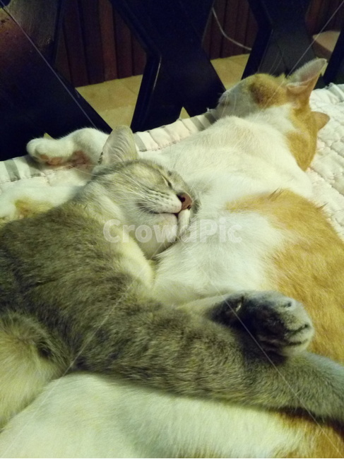 고양이,동물,cat,kitten,반려묘