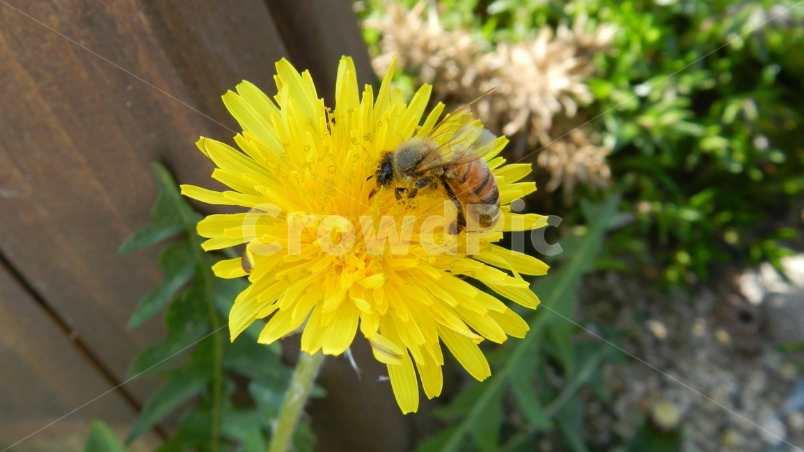 민들레,벌,야생화,노랑꽃,봄,동물,animal,곤충,벌레,insect,bug