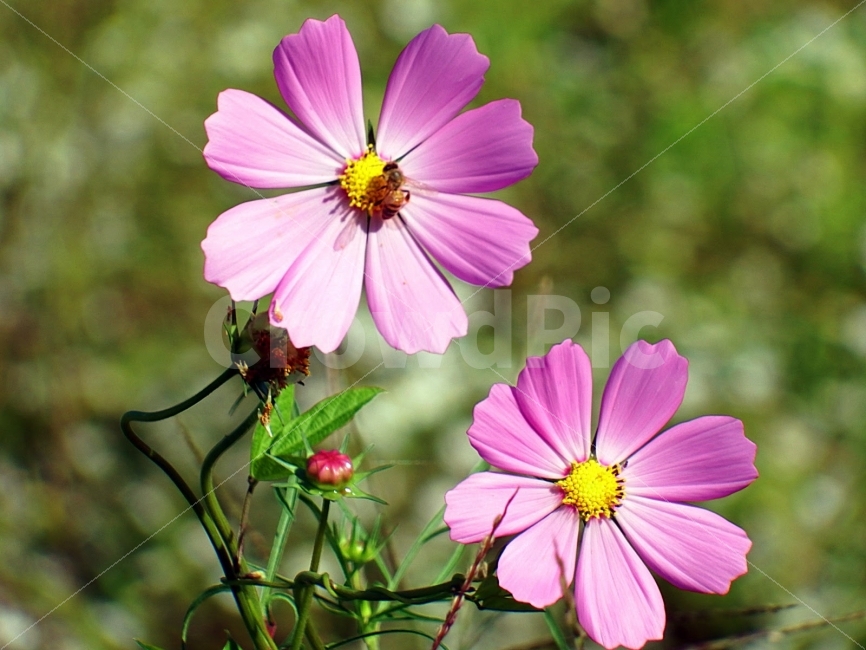 꽃,가을,부산,수영강,코스모스,가을,계절,fall,autumn,season,식물,자연,plants,nature,꽃,flower,동물,animal,곤충,벌레,insect,bug,plant,geranium,제라늄,blossom,petal,꽃잎