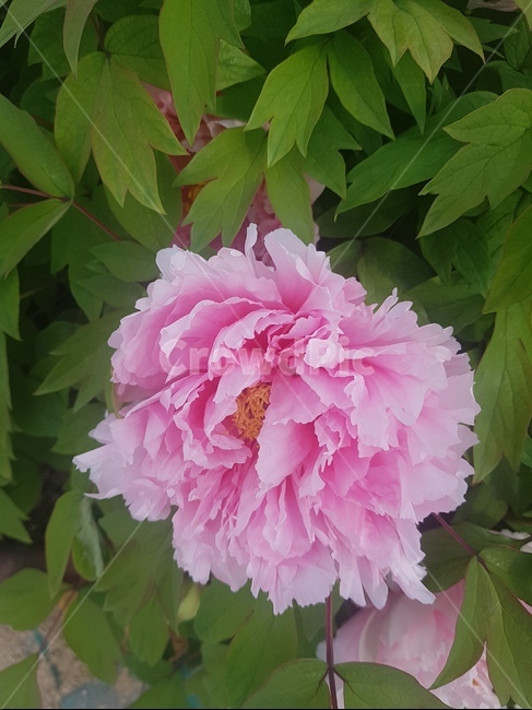 꽃,작약,핑크,분홍,접사,봄,식물,자연,plants,nature,꽃,flower