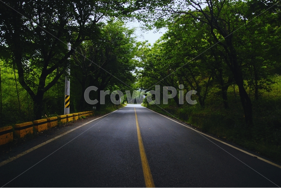길,숲,나무,도로,청춘,여름,걷기,자연,풍경,nature,landscape,road,highway,고속도로,freeway,고속 도로,asphalt,아스팔트
