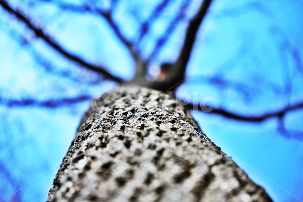 나무,하늘,겨울,자연,감성사진,겨울,계절,winter,season,식물,자연,plants,nature,나무,trees,wood