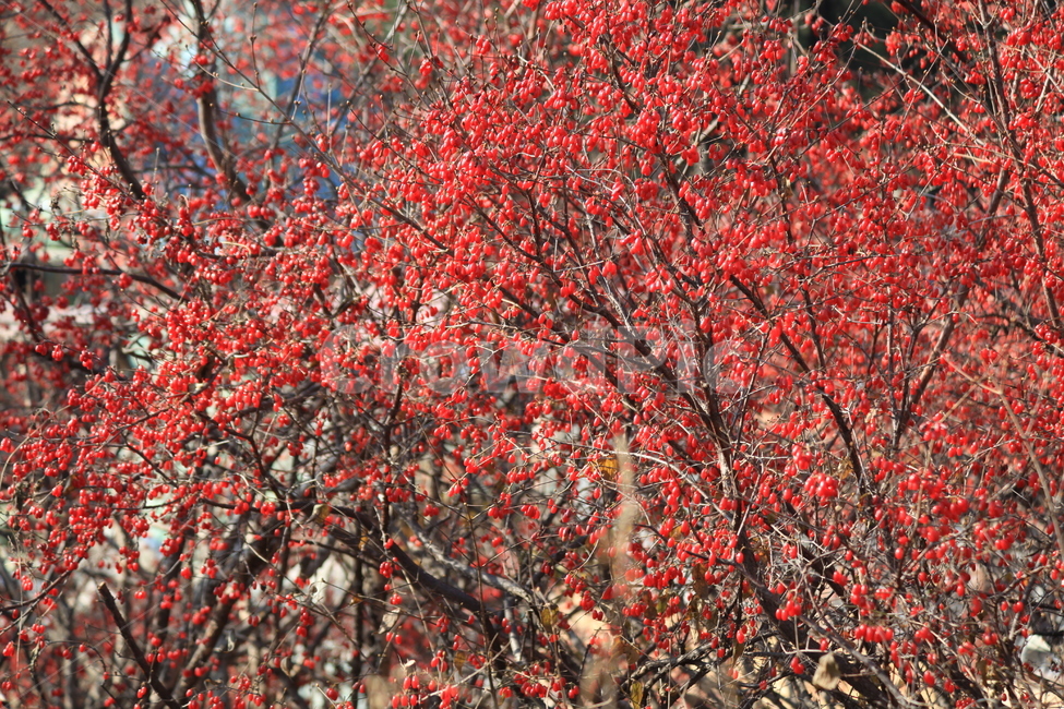 열매,가을열매,결실,성과,산수유,산수유나무열매,식물,자연,plants,nature,과일,열매,fruit