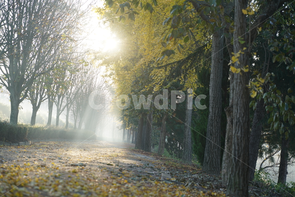 아침햇살,morningsun,nature,자연,weather,날씨,은행나무,은행나무길,ginkgo