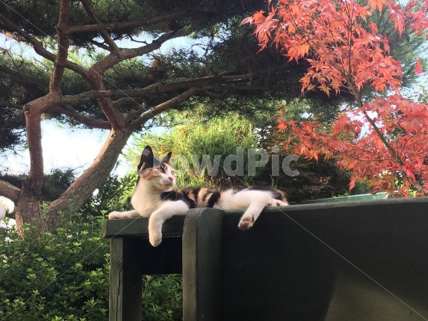 고양이,시선,벤치,삼색냥,단풍나무,응시,동물,animal,포유류,mammal,고양이,cat,kitten,kitty