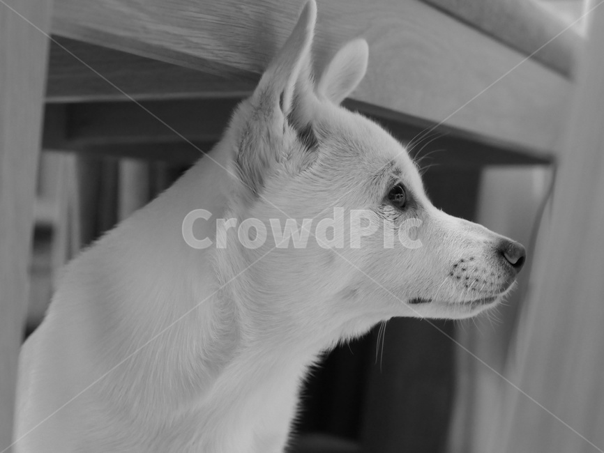 whitedog,lovely,mixed dog,baby puppy,Loveliness,black and white photography,white puppy,cute,Cute puppy,lovely puppy,hybrid,black and white dog photo,puppy,cuteness,cutedog,outbreak,lovelydog,Dog,dog