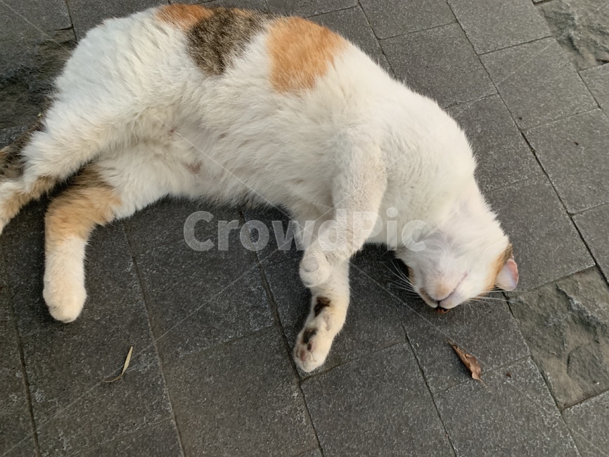 삼색이,고양이,암고양이,고양이애교,잠,애교,가을,길고양이