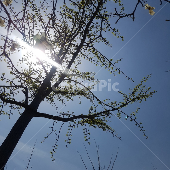 하늘,꽃,나무,sky,flower,spring,꽃나무,식물,자연,plants,nature,나무,trees,wood