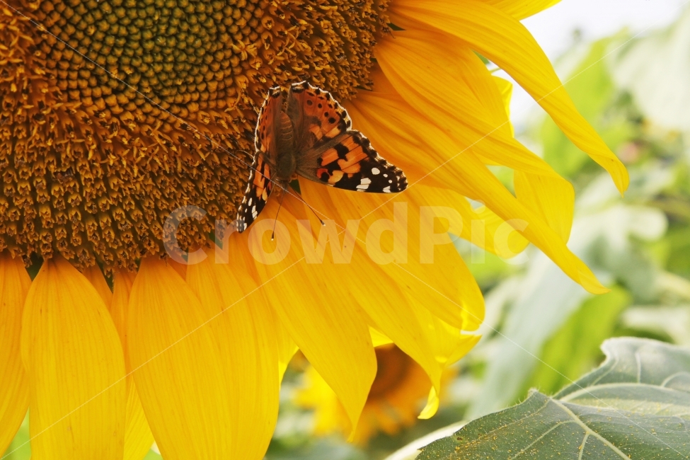 해바라기,나비,꽃,가을꽃,감성사진,식물,자연,plants,nature,꽃,flower,동물,animal,곤충,벌레,insect,bug