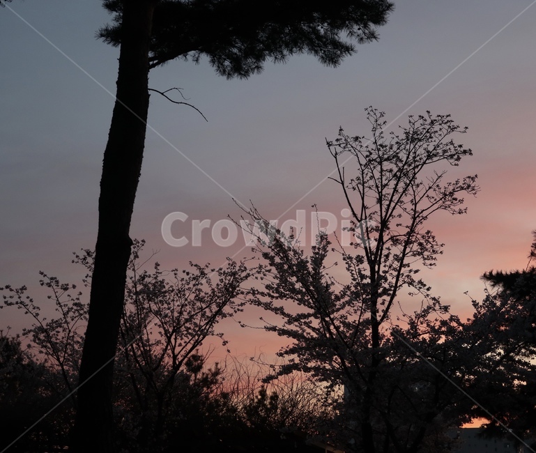 노을,나무,풍경,하늘,해질녘,sky,tree,scenery,pink,자연,풍경,nature,landscape,silhouette,실루엣,outdoors,옥외,dawn,새벽,sunset,일몰,dusk,황혼,red sky,붉은 하늘