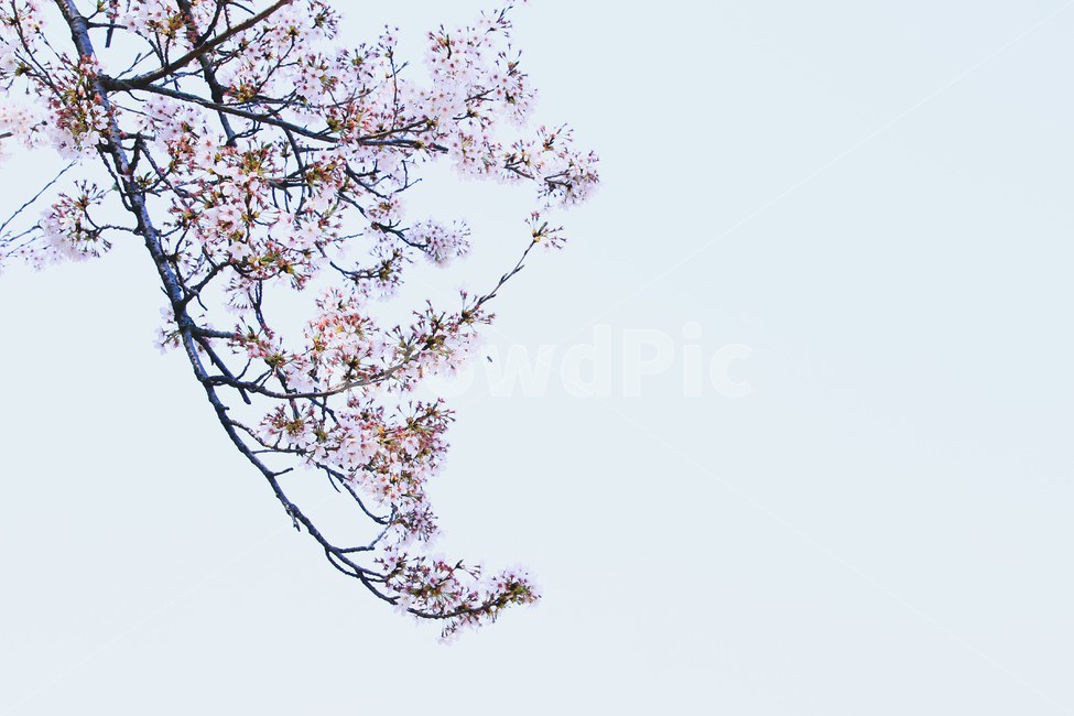 꽃,식물,flower,plant,blossom