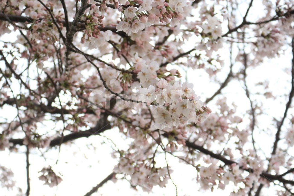 벚꽃,꽃,산,개화,봄,봄,계절,spring,season,식물,자연,plants,nature,꽃,flower,plant,blossom