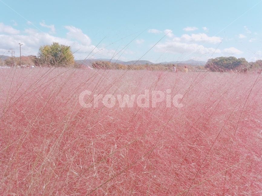 핑크뮬리,핑크,물리,경주,식물