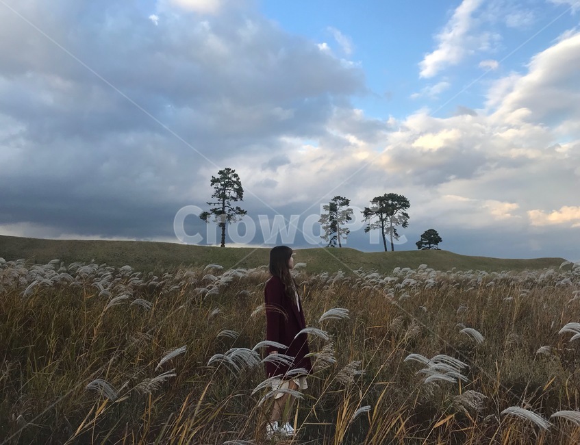 갈대,가을,나무,구름,하늘,자연,인물,사람,인간,갈대밭,풍경,잔디,식물,grass,plant,lawn,reed