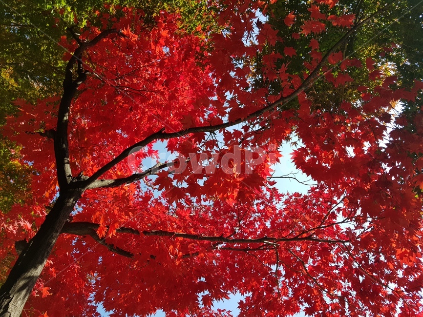 단풍,나무,잎,식물,붉은잎,가을,자연,단풍나무,plant,tree,maple,leaf