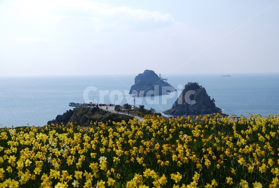한국자연풍경,부산풍경,오륙도,수선화,바다,화단,꽃밭,자연풍경,sea,busan,flower,scenery,landscape,korealandscape,봄,계절,spring,season,자연,풍경,nature,landscape,한국자연풍경,한국자연경관,korea nature landscape,outdoors,옥외,land,땅,ocean,대양,water,물,promontory,곶,shoreline,해안선