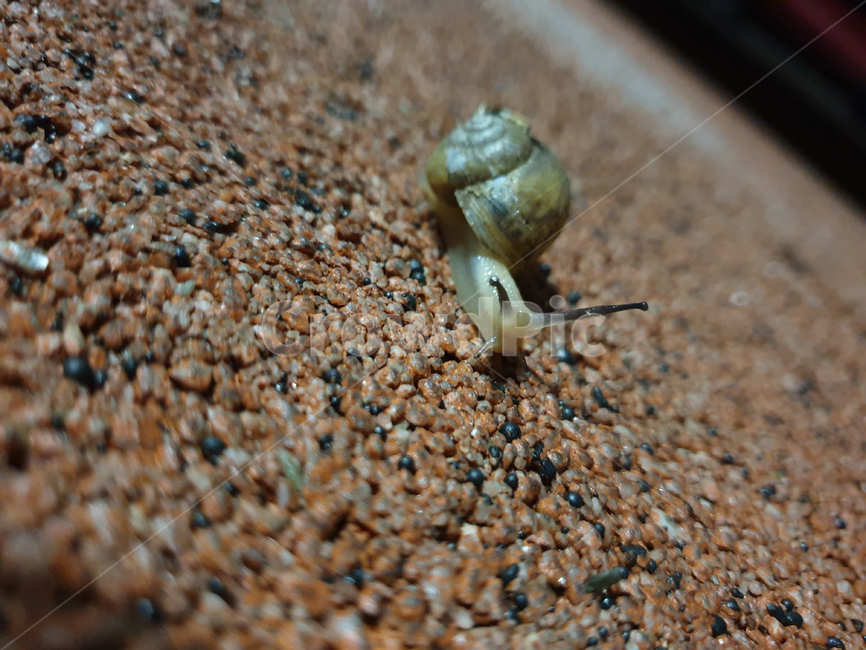 달팽이,느릿느릿,동물,무척추동물,animal