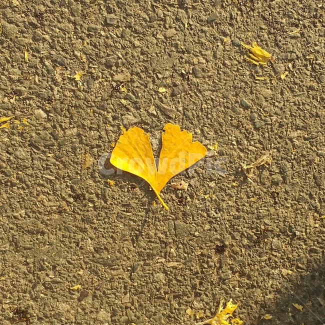 가을,은행,은행잎,단풍,노랑,식물,가을,계절,fall,autumn,season,plant,leaf,잎,ground,바닥,asphalt,아스팔트