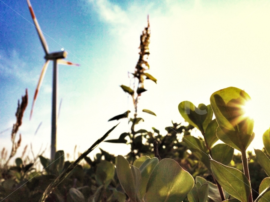 풍력발전기,바람,에너지,조화,자연,노을,하늘,식물,자연,plants,nature,휴식,힐링,rest,relaxation,healing