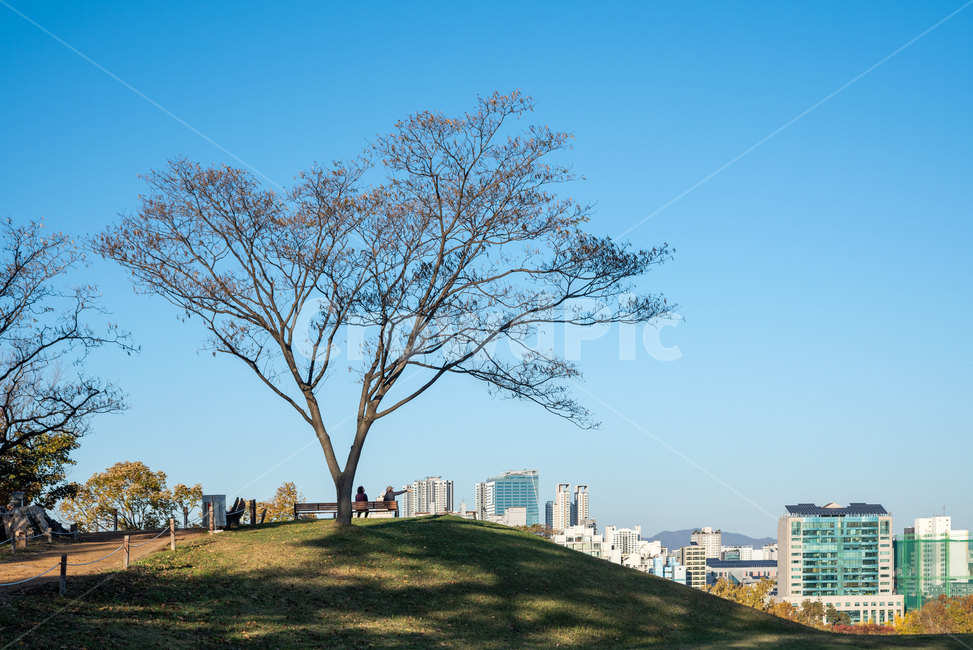 가을,단풍,나무,나무잎,계절,공원,풍경,한국,10월,11월,실외,아웃도어,나뭇잎,조경,산책,올림픽공원,산책로,고요한,하늘,푸른하늘,맑은,깨끗한,서울,자연,야외,낙옆,낙엽,구름없는,청명한,천고마비,카피스페이스,여백,단풍나무,가을하늘,가을풍경