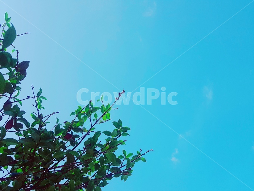 여름,푸른,하늘,나무,맑음,자연,풍경,nature,landscape,plant,식물,leaf,잎