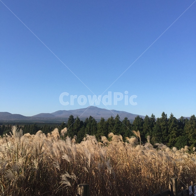 제주,제주도,오름,풍경,하늘,갈대,가을,계절,fall,autumn,season,자연,풍경,nature,landscape,식물,plants,grass,잔디,plant,lawn,reed