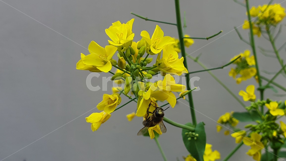 벌,노란색,유채꽃,꿀벌,매크로,접사,귀여움,yellow,bee,일벌,work,봄,계절,spring,season,식물,자연,plants,nature,꽃,flower,동물,animal,곤충,벌레,insect,bug,invertebrate,무척추 동물