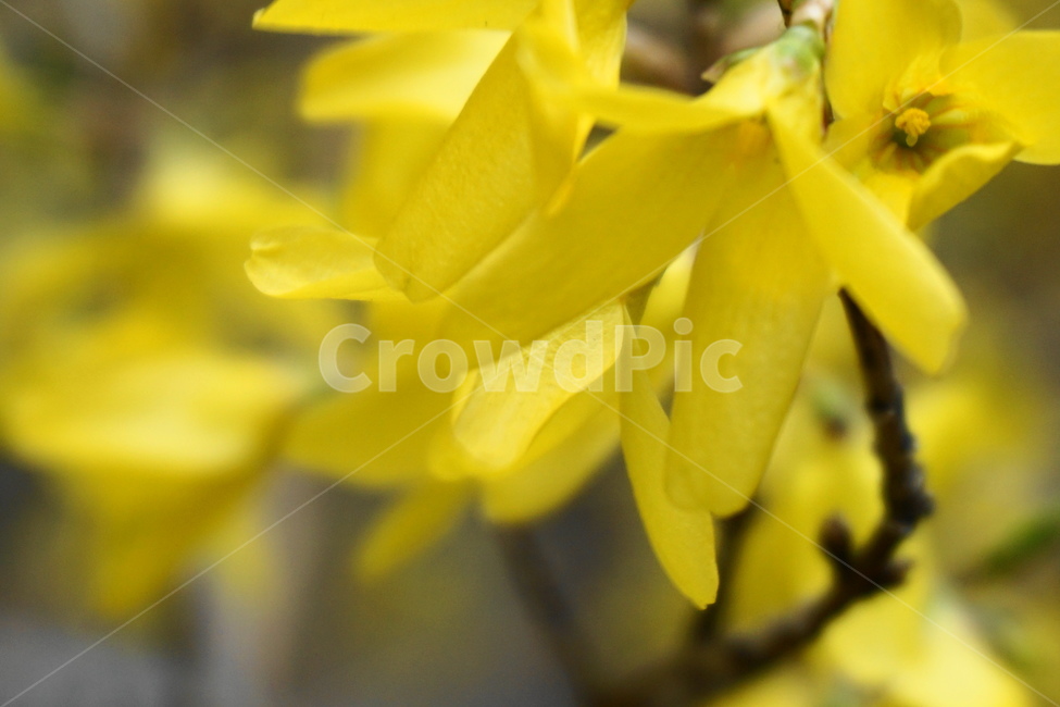 봄,노란색,3월,새순,개나리꽃,개나리,노랑,꽃잎,봄,계절,spring,season,식물,자연,plants,nature,꽃,flower