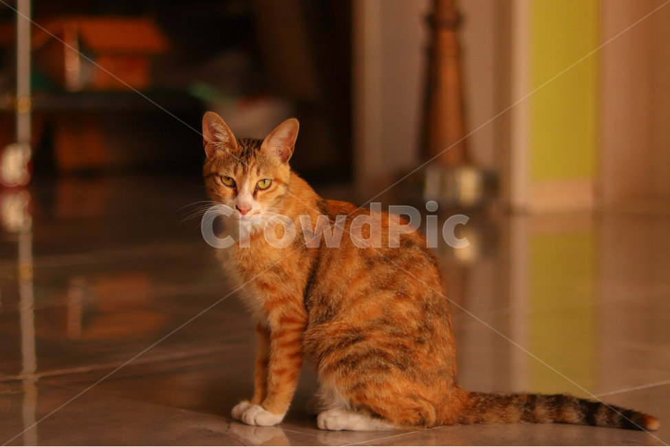 Meow,stray cat,cat,animal,straycat