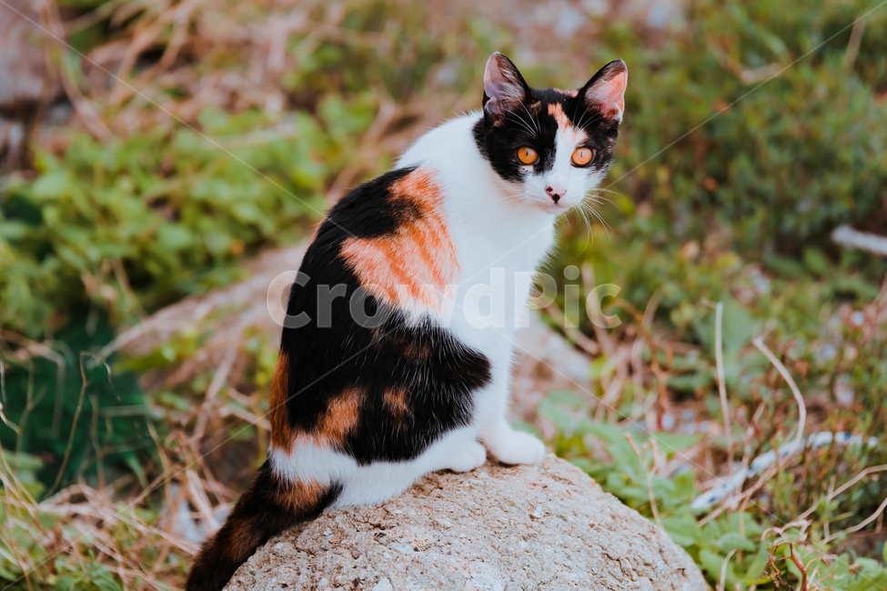 길고양이,고양이,유기묘,떠돌이,야옹이,동물,animal,고양이,cat,kitten,kitty