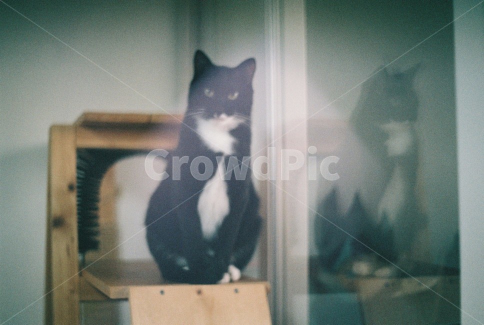 고양이,캣타워,반영,동물,cat,동물,animal,포유류,mammal,고양이,cat,kitten,kitty