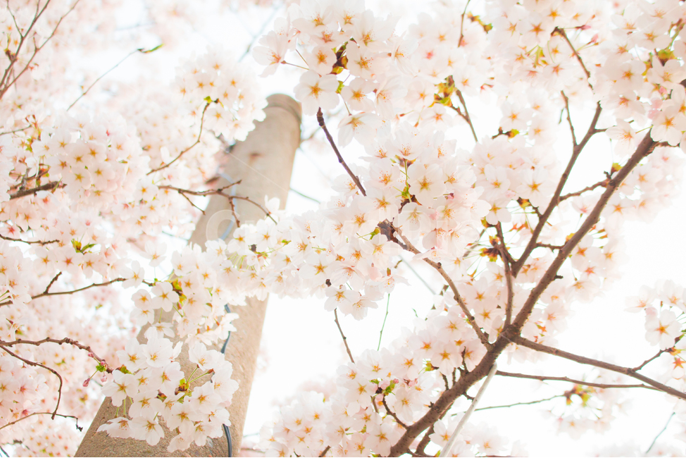 벚꽃,벚꽃나무,꽃,봄,봄꽃,cerryblossom,spring,flower,봄,계절,spring,season,식물,자연,plants,nature,꽃,flower,감성,sensible,feeling,plant,blossom,cherry blossom