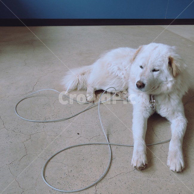 pet,애완동물,dog,개,동물