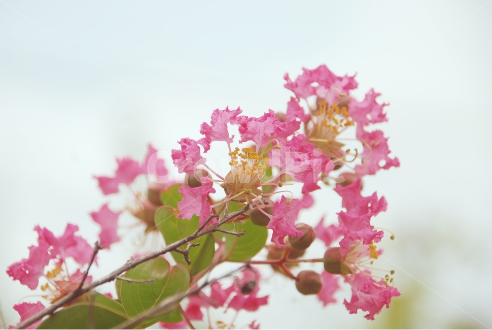 자연,식물,꽃,분홍꽃,분홍색,백일홍나무,배롱나무,식물,자연,plants,nature,꽃,flower