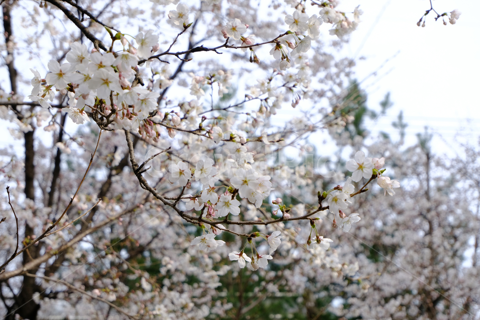 봄,식물,만개,벚꽃,화사함,봄꽃,싱그러움,꽃,flower,blossom