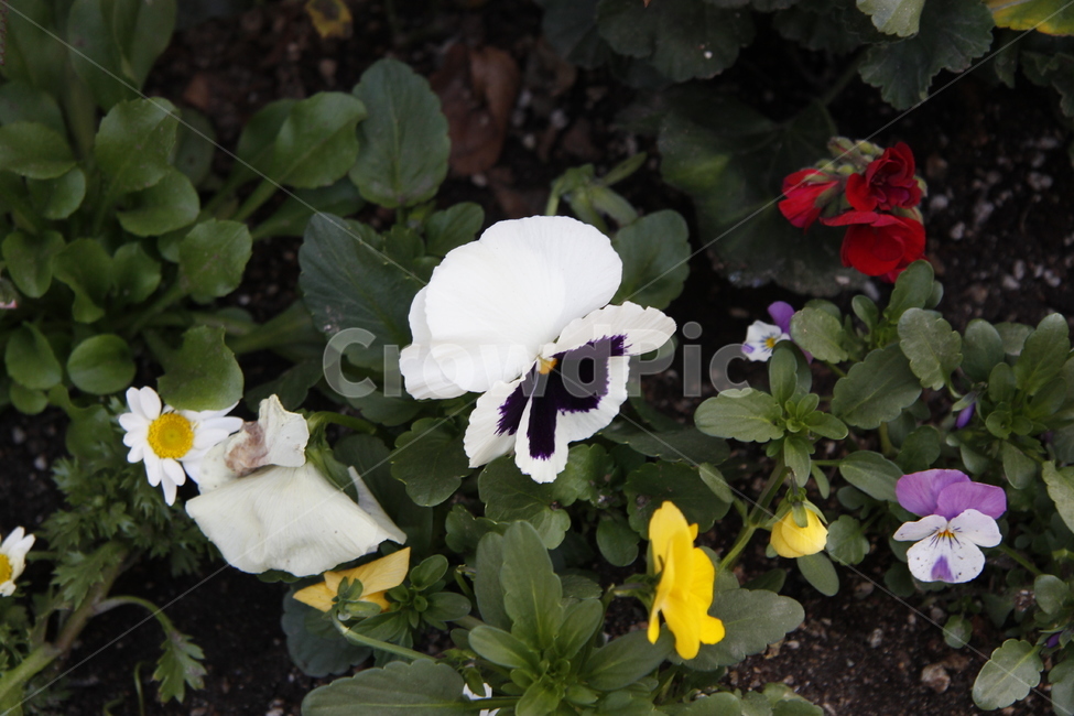 plant,식물,flower,꽃,blossom,나팔꽃,하얀꽃