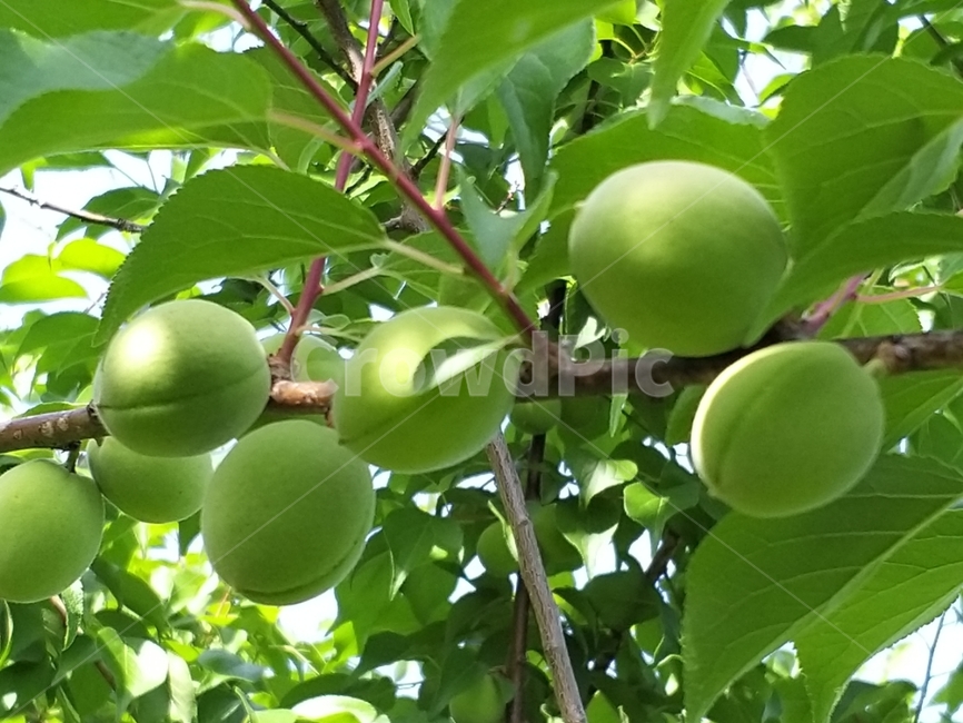 plant,produce,food,과일,매실,식물,과일,열매,fruit