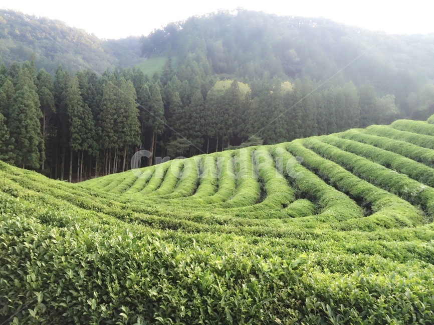 보성녹차밭,보성,녹차,녹차밭안개,녹차밭4월,자연,풍경,nature,landscape,outdoors,옥외,rural,농촌,farm,농장