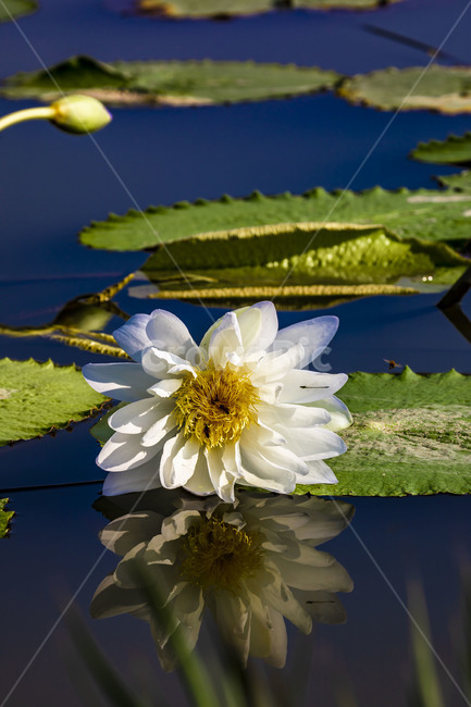 수련,연꽃,연,수상식물,습지,연못,반영,식물,에이트런스,청순,부엽식물,flower,식물,자연,plants,nature,꽃,flower