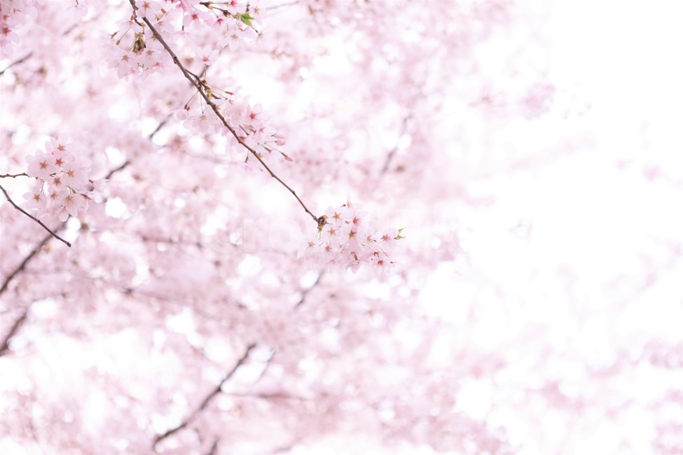 벚꽃,꽃,자연,나무,봄,꽃봉우리,핑크,하늘,분홍,가지,봄,계절,spring,season,식물,자연,plants,nature,꽃,flower,plant,blossom