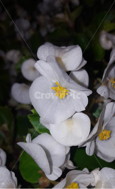 여름,꽃,근접,식물,flower