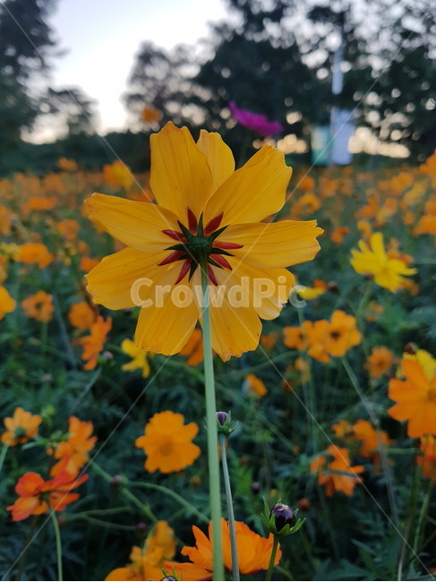 코스모스,가을꽃,꽃송이,주황색,주황꽃,자연,식물,flower,plants,nautre,flowers,sensible,feeling,color,색깔,색상,감성,색채,색감,가을,autumn,식물,자연,plants,nature,꽃,flower