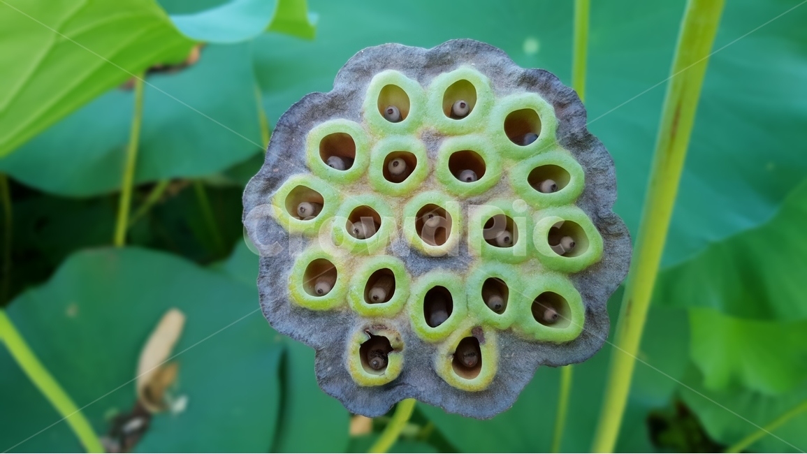 연밥,씨앗,여름,연못,식물,자연,초록,결실,꽃진자리,lotusseed,nature,plant,summer,수생식물,다년생,번식,생존,연꽃열매,연꽃씨앗,배경,배경이미지,배경화면,식물,자연,plants,nature