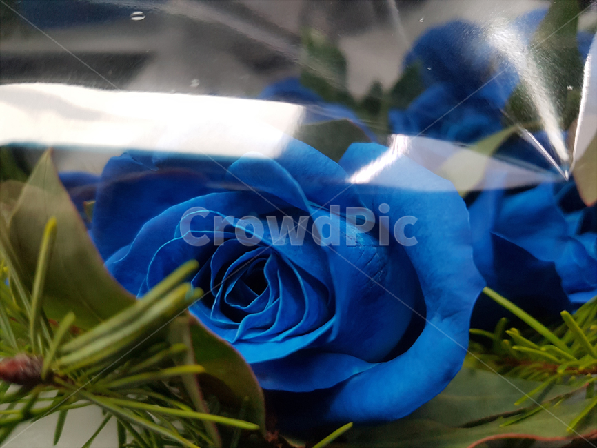 blue,장미,rose,꽃,flower,꽃,flower
