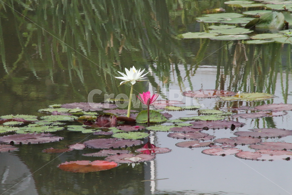 수련,꽃,연,식물,waterlily,식물,자연,plants,nature,꽃,flower