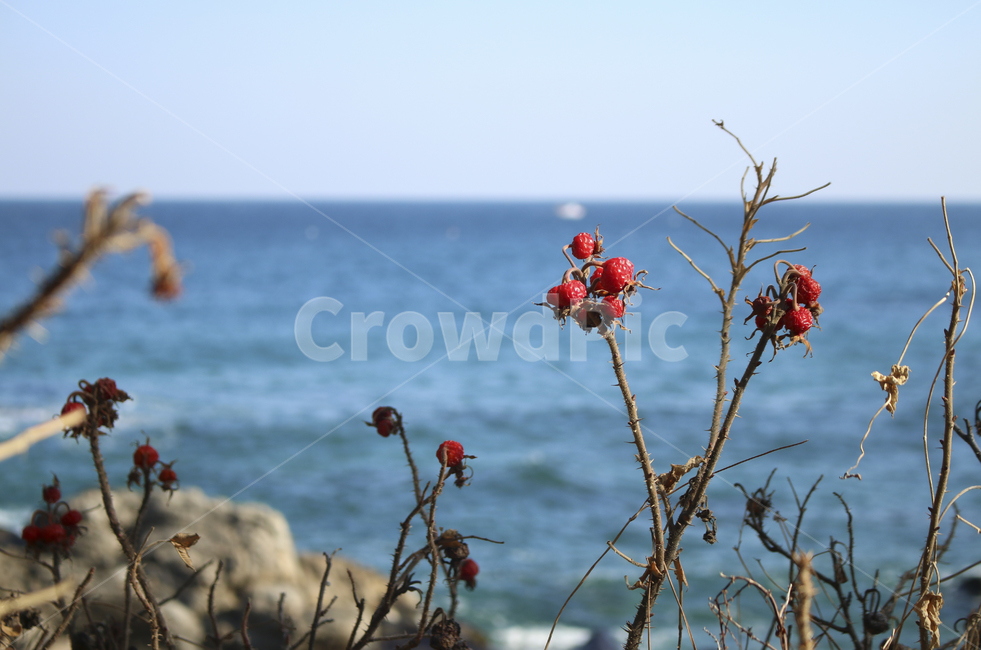 plant,식물,빨간,붉은,red,푸른,파란,blue,바다,하늘,열매,sky,sea,beach,해변,tree,나무