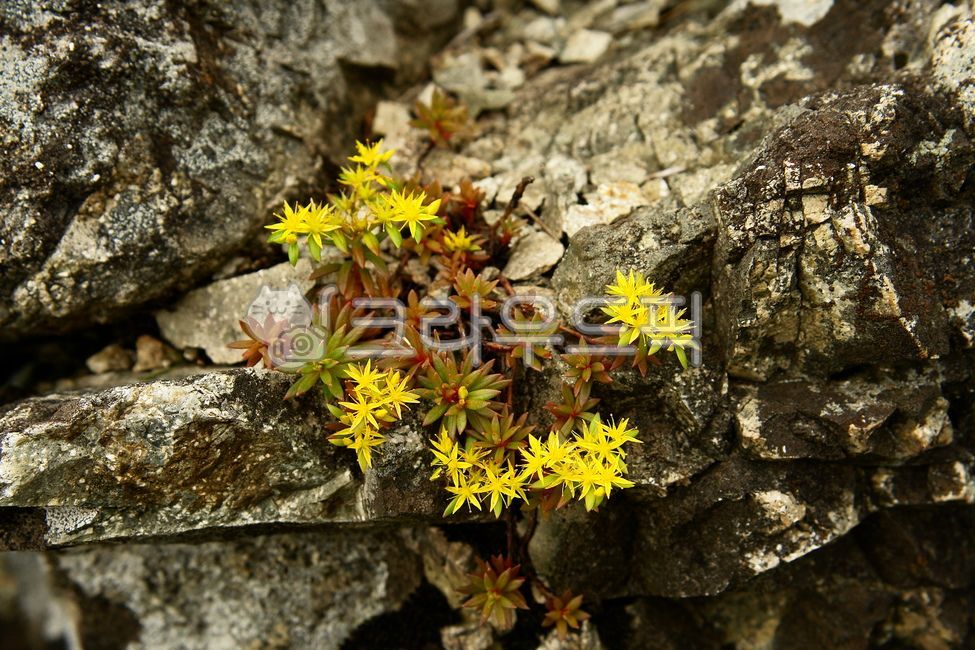 식물,바위,바위채송화,야생화,꽃,돌나물과